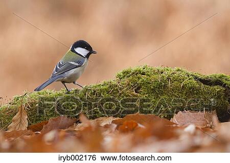 Japanese Tit View Large Photo Image Stock Photograph - Japanese Tit. Fotosearch