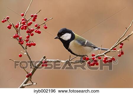 Stock Photograph - Japanese Tit. Fotosearch
