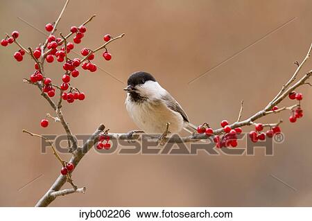 Japanese Tit View Large Photo Image Stock Photograph - Japanese Tit. Fotosearch