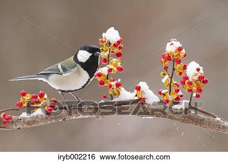 Japanese Tit View Large Photo Image Stock Photograph - Japanese Tit. Fotosearch