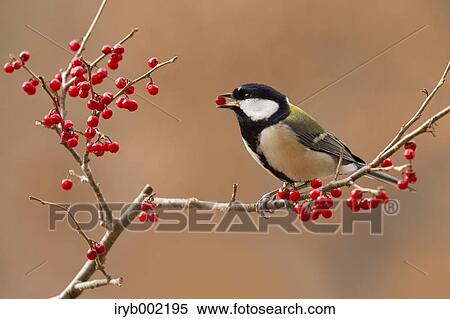 Japanese Tit View Large Photo Image Stock Photography - Japanese Tit. Fotosearch