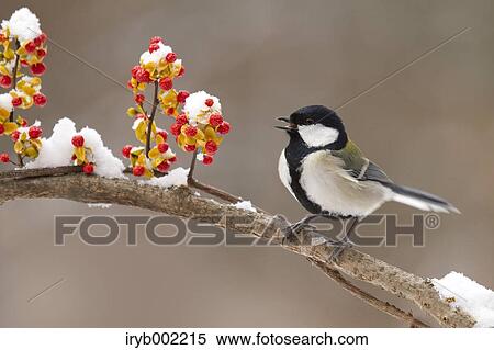 Japanese Tit View Large Photo Image Stock Photography - Japanese Tit. Fotosearch