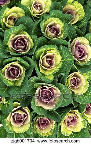Picture - Kale. Fotosearch