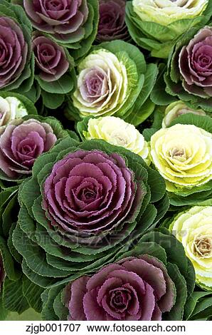 Stock Photo - Kale. Fotosearch