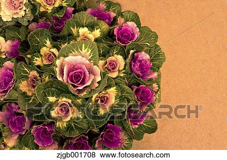 Stock Photo - Kale. Fotosearch
