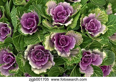 Kale View Large Photo Image Stock Photography - Kale. Fotosearch