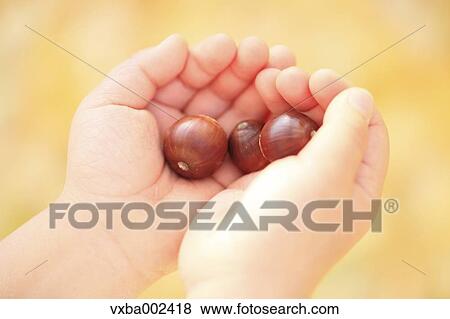 Stock Photo - Kid holding acorns. Fotosearch