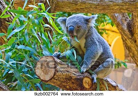 Koala View Large Photo Image Picture - Koala. Fotosearch