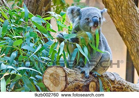 Koala View Large Photo Image Stock Image - Koala. Fotosearch
