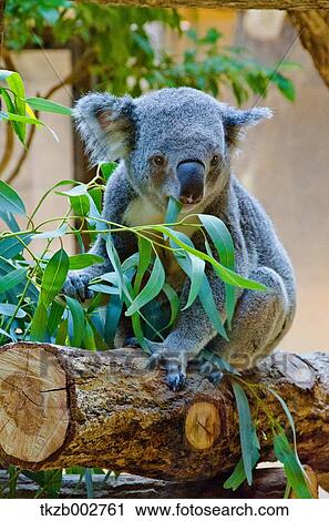 Koala View Large Photo Image Stock Image - Koala. Fotosearch