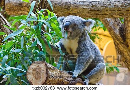 Koala View Large Photo Image Stock Image - Koala. Fotosearch