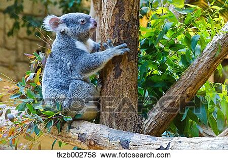 Stock Photo - Koala. Fotosearch