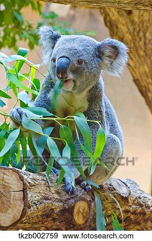 Koala View Large Photo Image Stock Photo - Koala. Fotosearch