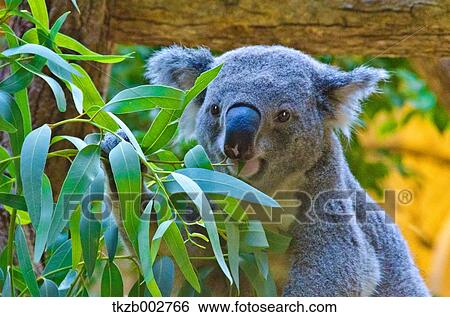 Stock Photograph - Koala. Fotosearch