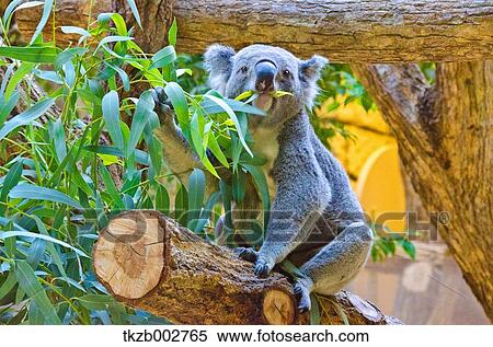 Koala View Large Photo Image Stock Photography - Koala. Fotosearch