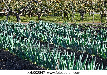 Leek View Large Photo Image Stock Photo - Leek. Fotosearch