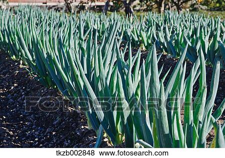 Stock Photo - Leek. Fotosearch