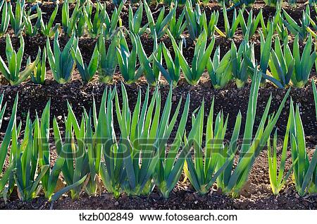 Leek View Large Photo Image Stock Photo - Leek. Fotosearch