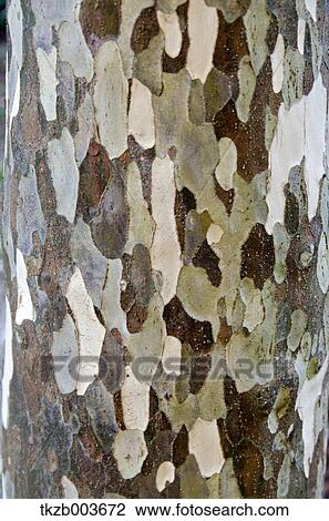 Litsea Lancifolia cortex View Large Photo Image Stock Image - Litsea Lancifolia cortex. Fotosearch