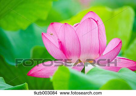 Lotus View Large Photo Image Picture - Lotus. Fotosearch