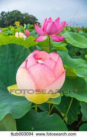 Lotus View Large Photo Image Picture - Lotus. Fotosearch