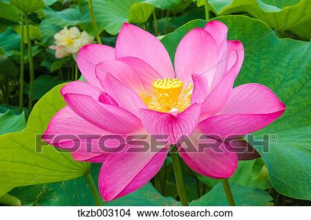 Lotus View Large Photo Image Picture - Lotus. Fotosearch