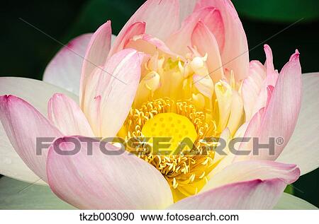 Lotus View Large Photo Image Stock Image - Lotus. Fotosearch