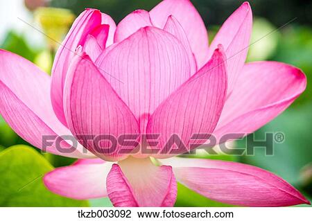 Lotus View Large Photo Image Stock Image - Lotus. Fotosearch