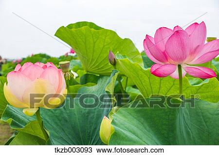 Lotus View Large Photo Image Stock Image - Lotus. Fotosearch