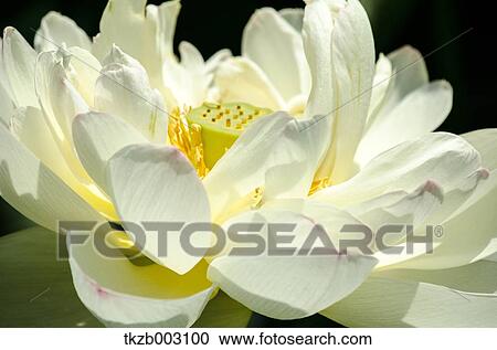 Stock Image - Lotus. Fotosearch