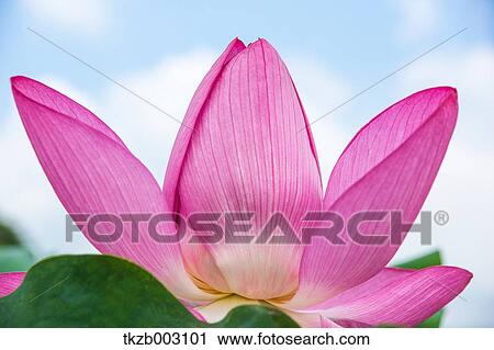 Stock Image - Lotus. Fotosearch