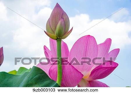 Lotus View Large Photo Image Stock Image - Lotus. Fotosearch