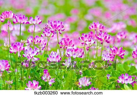 Lotus View Large Photo Image Stock Image - Lotus. Fotosearch