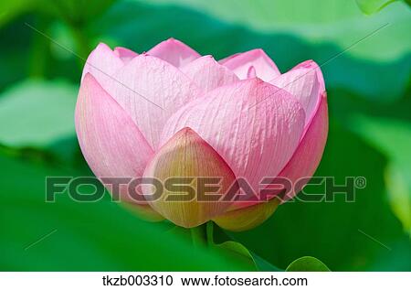 Lotus View Large Photo Image Stock Image - Lotus. Fotosearch