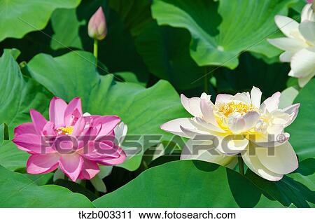 Stock Image - Lotus. Fotosearch