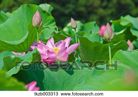 Lotus View Large Photo Image Stock Image - Lotus. Fotosearch