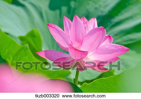 Lotus View Large Photo Image Stock Image - Lotus. Fotosearch
