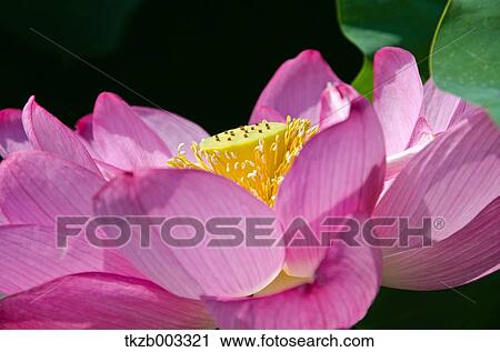 Lotus View Large Photo Image Stock Image - Lotus. Fotosearch