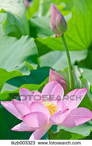 Stock Image - Lotus. Fotosearch