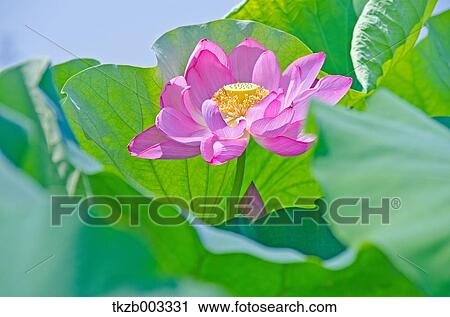 Lotus View Large Photo Image Stock Image - Lotus. Fotosearch