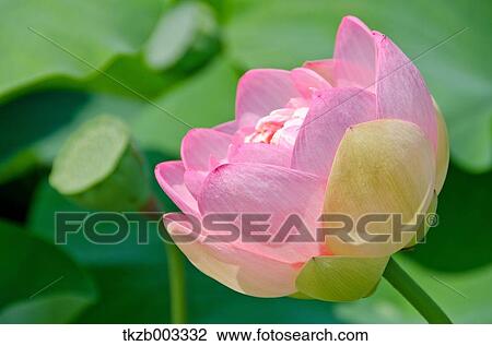 Stock Image - Lotus. Fotosearch