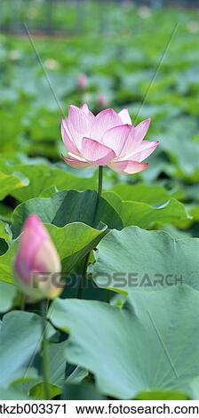 Lotus View Large Photo Image Stock Image - Lotus. Fotosearch