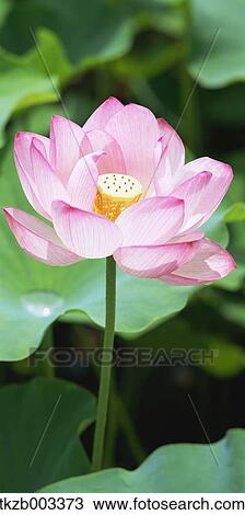 Lotus View Large Photo Image Stock Image - Lotus. Fotosearch