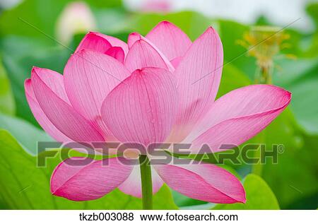 Lotus View Large Photo Image Stock Photo - Lotus. Fotosearch