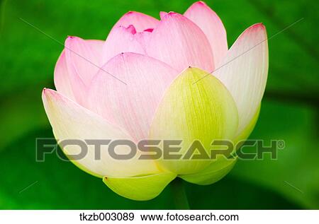 Lotus View Large Photo Image Stock Photo - Lotus. Fotosearch