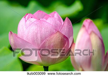 Lotus View Large Photo Image Stock Photo - Lotus. Fotosearch