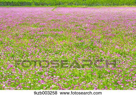 Stock Photo - Lotus. Fotosearch