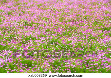 Stock Photo - Lotus. Fotosearch