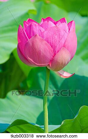 Lotus View Large Photo Image Stock Photo - Lotus. Fotosearch