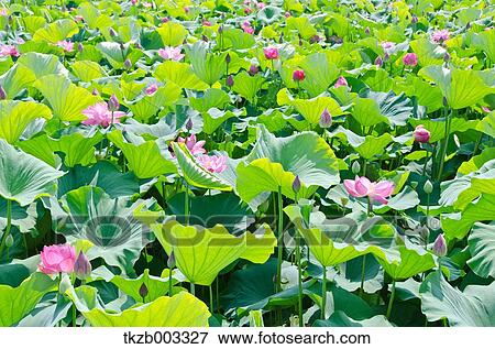 Stock Photo - Lotus. Fotosearch